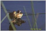 Trip to Wakohadatchee Wetlands [2/8] - Tealx2.jpg (1/1)