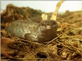 Rare Reptiles - Telfair's Skink