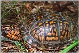 E Box Turtle