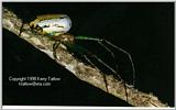 Tetragnathid - ktatlow@xta.com