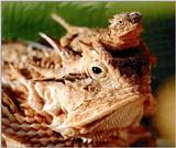 hornliz