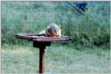 Squirrels and more squirrels - TexasSquirrel 1.jpg (1/1)