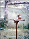 Squirrels and more squirrels - TexasSquirrel 2.jpg (1/1)