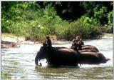 Re: Req pictures of elephants (Asian) - Tha01069.jpg