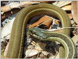 Ribbon Snake 1/3