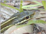 Ribbon Snake 2/3