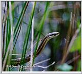 ribbon snake