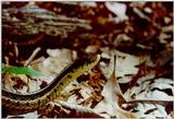 Eastern garter snake