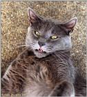 Cat - Thomas