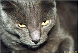 Cat - Thomas
