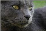 Thomas2 (cat)
