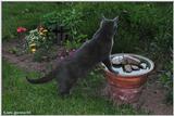 Thomas in the Garden