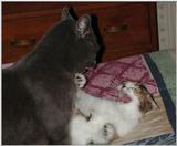Cats playing