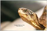 Three-Toed Box Turtle - ktatlow@xta.com