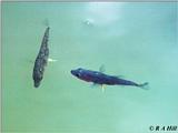 British Fishes 2 - Three-spined Stickleback (Gasterosteus aculeatus)