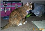 Pictures of Callie and Tiger