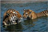 Tiger-Mother-in-Water