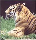 Cleaning up the mess of old animal photos - Tiger once again.