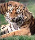 New color settings rescan - friendly Tiger in Duesseldorf Zoo, Germany