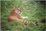 Sorry if you're fed up with tigers - I still got plenty o'them - Hannover Zoo again