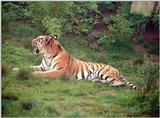 More Hannover Zoo tiger - not too happy with the colors of this...