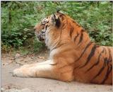 That cat was asking for a portrait :-) Siberian tiger in Schwerin Zoo