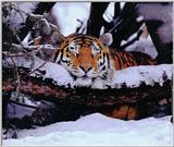 Two Tigerpics