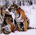 Two Tigerpics