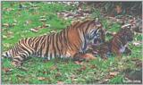 Tiger Bath