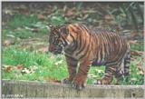 Tiger Cub