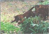 Flying Tiger