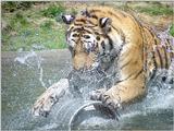 Tiger Splash