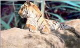 Tiger, Tiger, burning bright - TigerTiger2a.jpg