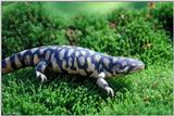 Attn: Gregg - Tiger Salamander 1