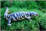 Tiger Salamanders (see index)  [01/19] - Tiger Salamander (Ambystoma  tigrinum)400.jpg (1/1)