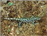 Tiger Salamanders (see index)  [03/19] - Tiger Salamander (Ambystoma  tigrinum)402.jpg (1/1)
