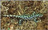 Tiger Salamanders (see index)  [05/19] - Tiger Salamander (Ambystoma  tigrinum)404.jpg (1/1)