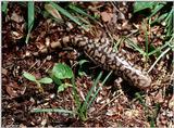 Tiger Salamanders (see index)  [09/19] - Tiger Salamander (Ambystoma  tigrinum)408.jpg (1/1)