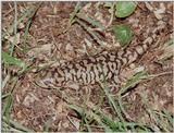 Tiger Salamanders (see index)  [10/19] - Tiger Salamander (Ambystoma  tigrinum)409.jpg (1/1)