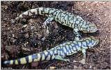 Tiger Salamanders (see index)  [13/19] - Tiger Salamander (Ambystoma  tigrinum)412.jpg (1/1)