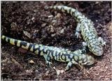 Tiger Salamanders (see index)  [15/19] - Tiger Salamander (Ambystoma  tigrinum)414.jpg (1/1)
