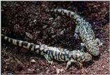 Tiger Salamanders (see index)  [16/19] - Tiger Salamander (Ambystoma  tigrinum)415.jpg (1/1)