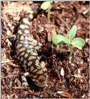 Tiger Salamanders (see index)  [18/19] - Tiger Salamander (Ambystoma  tigrinum)417.jpg (1/1)