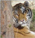 Tiger and Tree