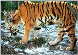 tiger cubs