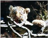 tiger cubs