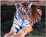 tiger cub