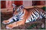 tiger cub