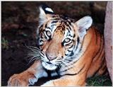 tiger cub.....yes you...