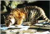 tiger cubs